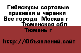 Гибискусы сортовые, прививки и черенки - Все города, Москва г.  »    . Тюменская обл.,Тюмень г.